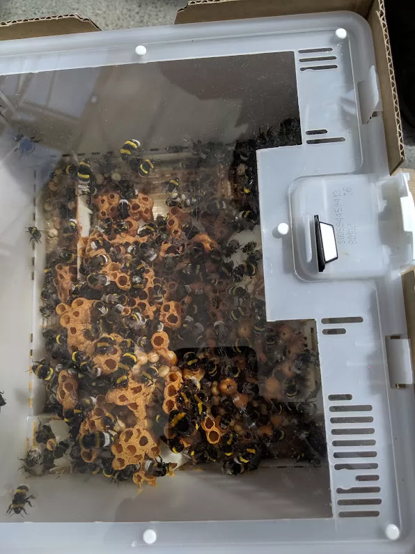 Bees to pollinate the tomato plans at Friðheimar