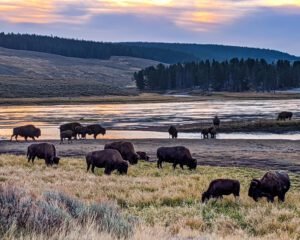 5-Day Yellowstone Itinerary: Ultimate Day-by-Day Plan for First-Time Visitors