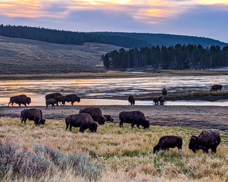 5-Day Yellowstone Itinerary: Ultimate Day-by-Day Plan for First-Time Visitors