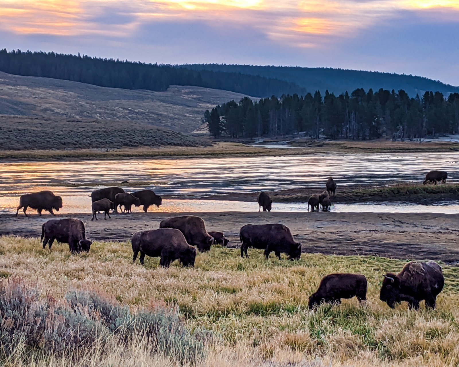 Herd of buffalo grazing in Hayden Valley at Yellowstone