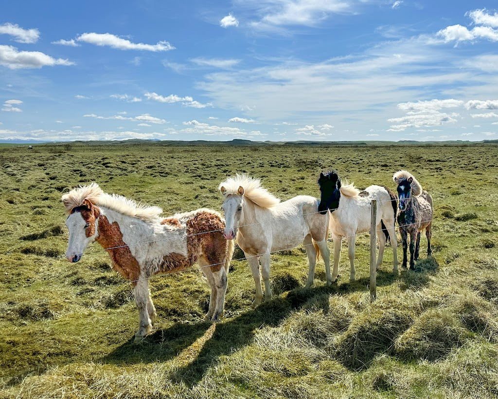 Iceland is an idea desitnation for a family trip to Europe, and horseback riding is a must-do activity. 

Four Icelandic horses wait to be ridden on a sunny day