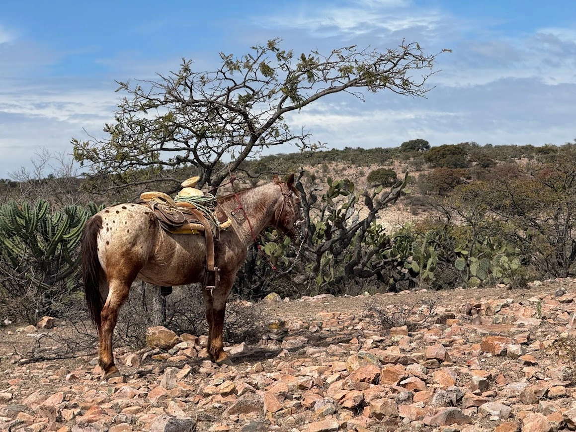 Horse resting in desert setting during ride at Xotolar Ranch near San MIguel de Allende