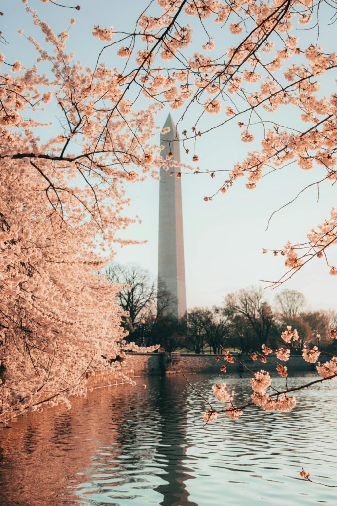 Washington Monument and tidal basin in spring time surrounded by cherry blossoms