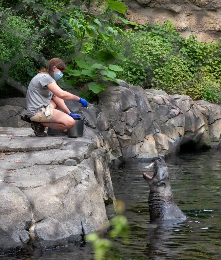 Zookeeper feeding a sea lion at the National Zoo in Washington, DC