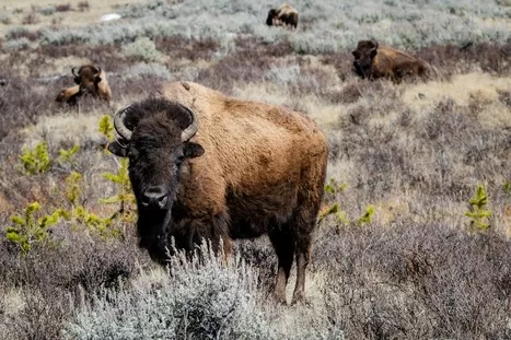 Bison in a field in Yellowstone National Park