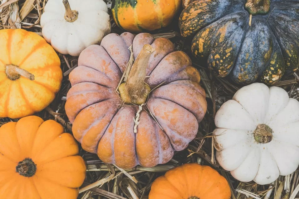 Close up of pumpkins of different shapes and sizes 

Photo by Ylanite Koppens: https://www.pexels.com/photo/pumpkins-3036364/