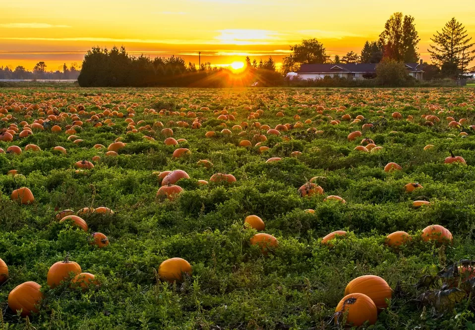 Pumpkins in a field at sunset | Photo by James Wheeler for Pexels