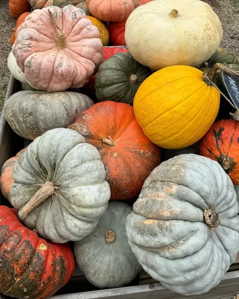 Heirloom pumpkins in shades of grey, yellow, green, and orange