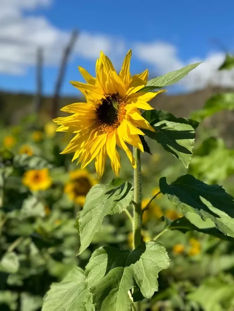 Sunflower in a field with a blue sky at Hollin Farms one of the best pumpkin patches near DC