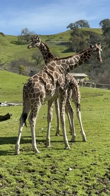 Two giraffes at Safari West in Sonoma, California - a must visit when in Northern California with kids