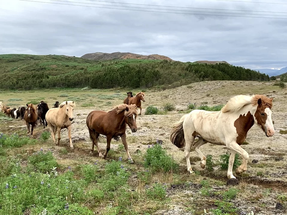 Icelandic horses running through field